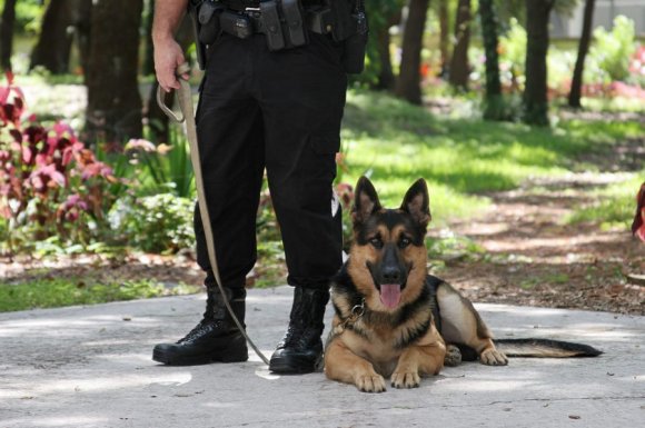 Agent maître-chien pour assurer la sécurité de la réserve d'une entreprise