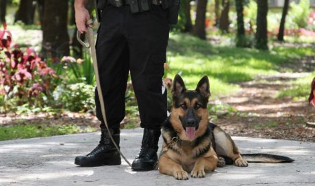 Agent maître-chien pour assurer la sécurité de la réserve d'une entreprise